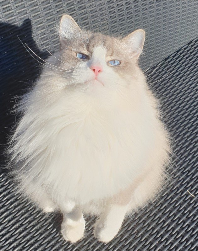 Obi