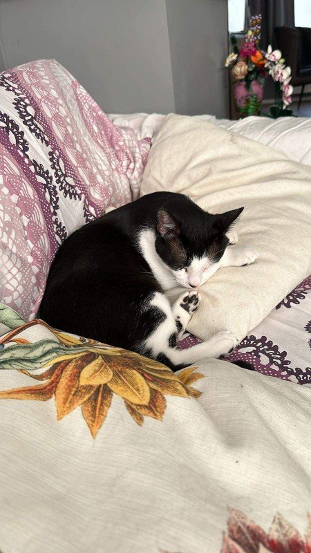 Bubu