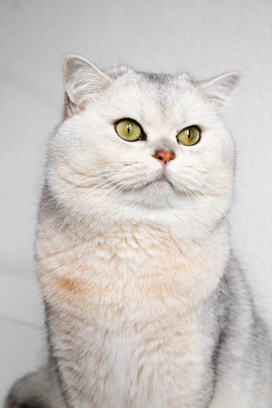 Meeko