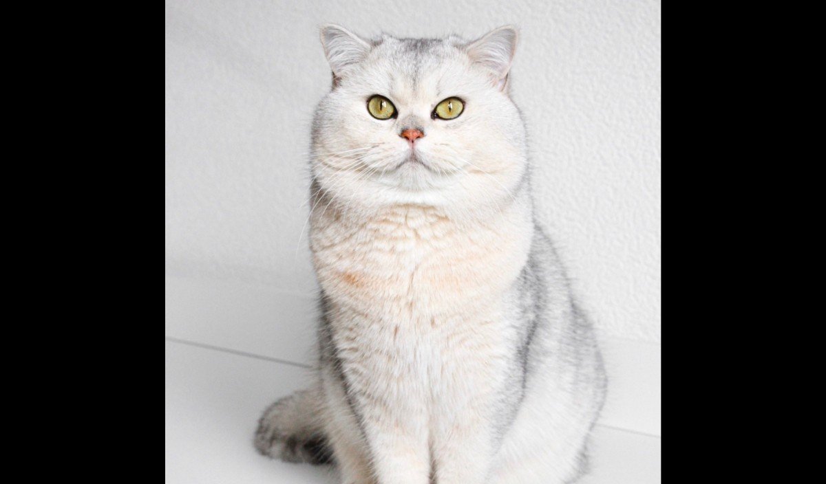 Meeko