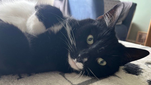 Pip