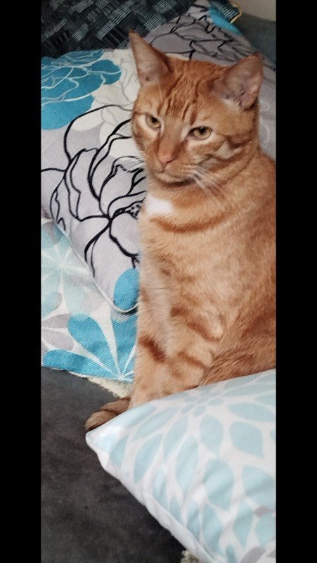 Simba