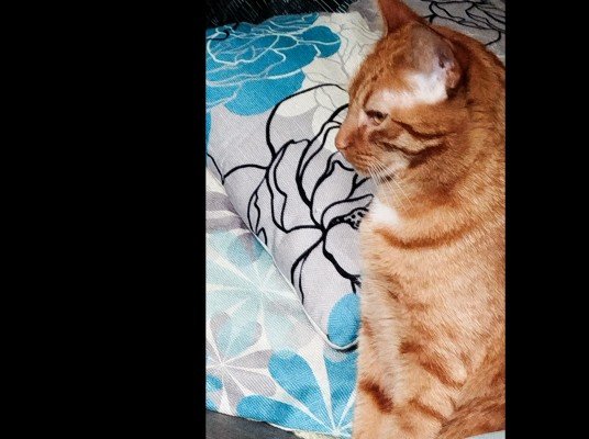 Simba