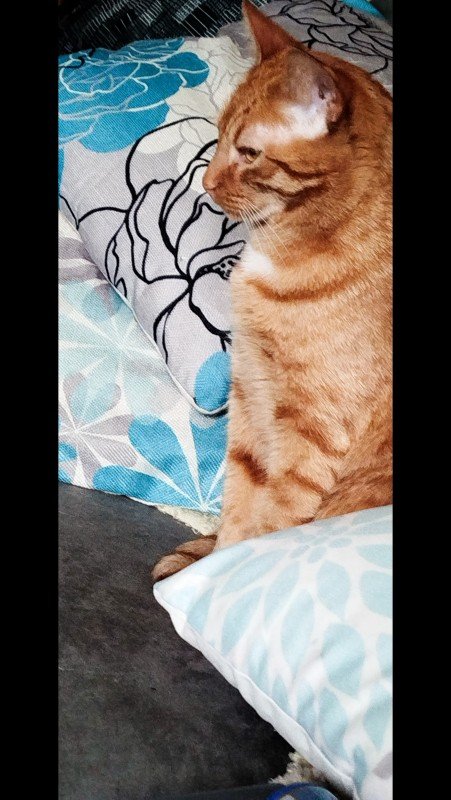 Simba