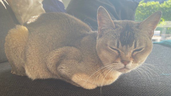 Fifi