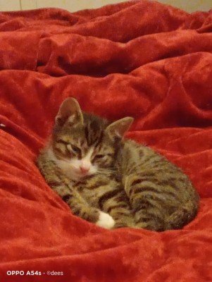 milo