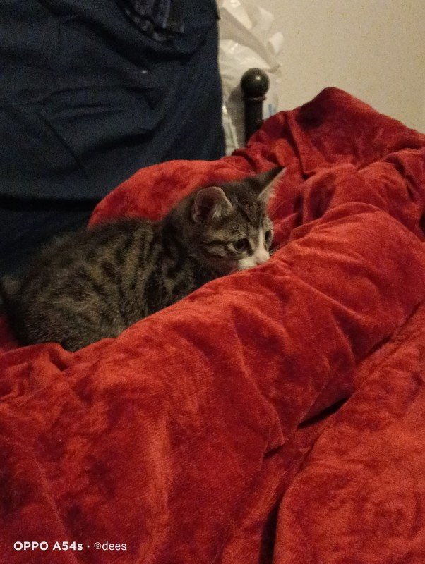 milo