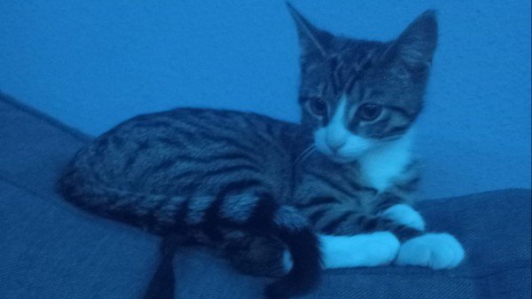 milo