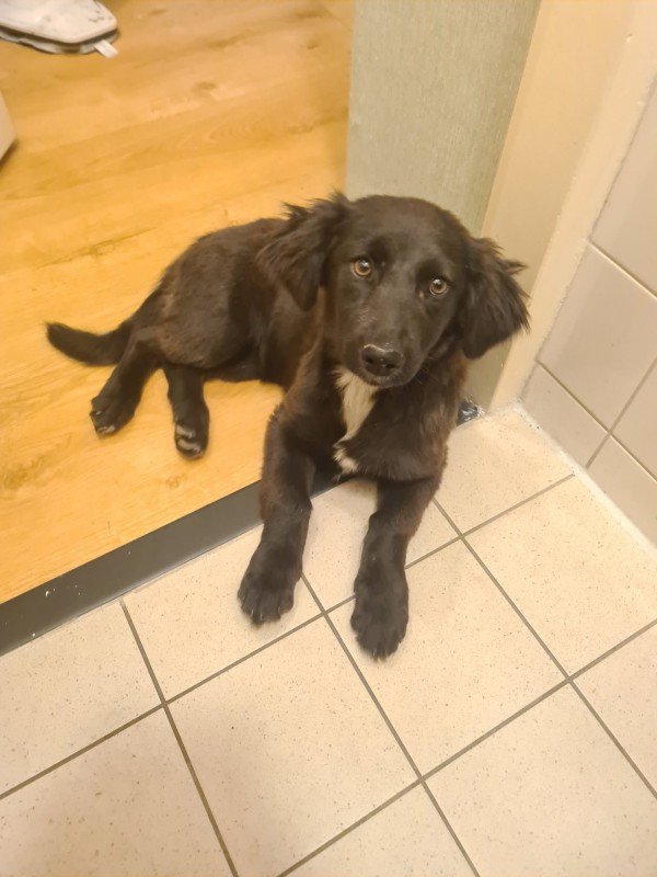 Mika
