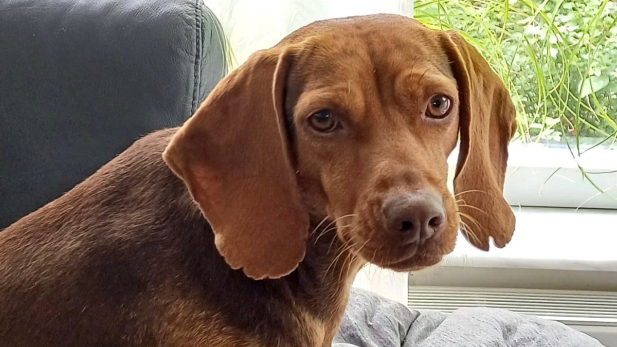 Stella