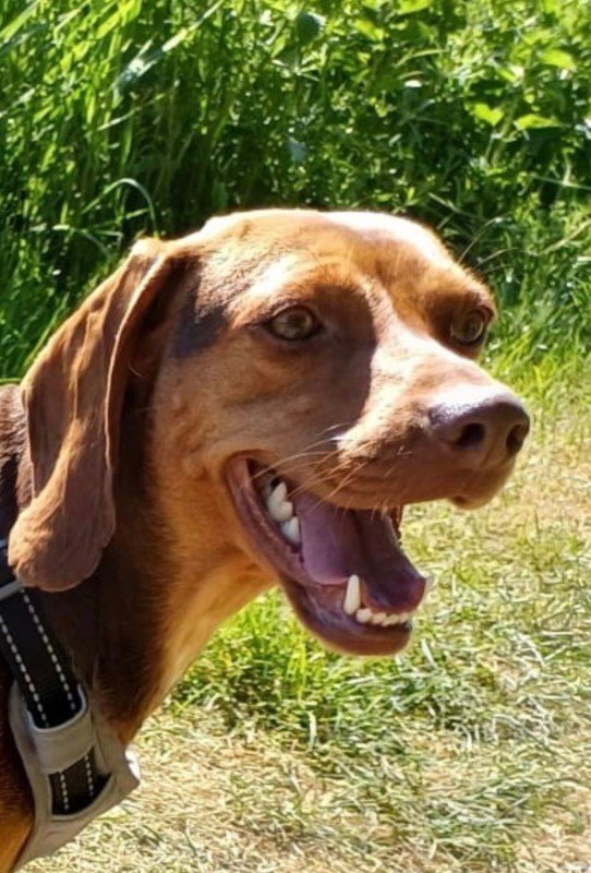Stella