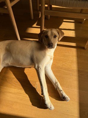 Lilly