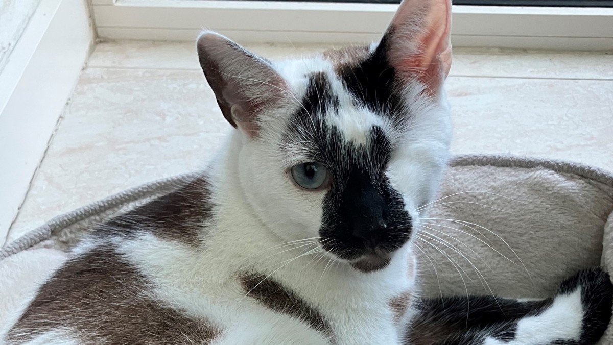 Mojo