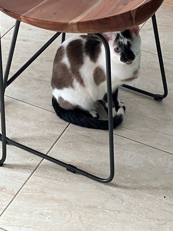 Mojo