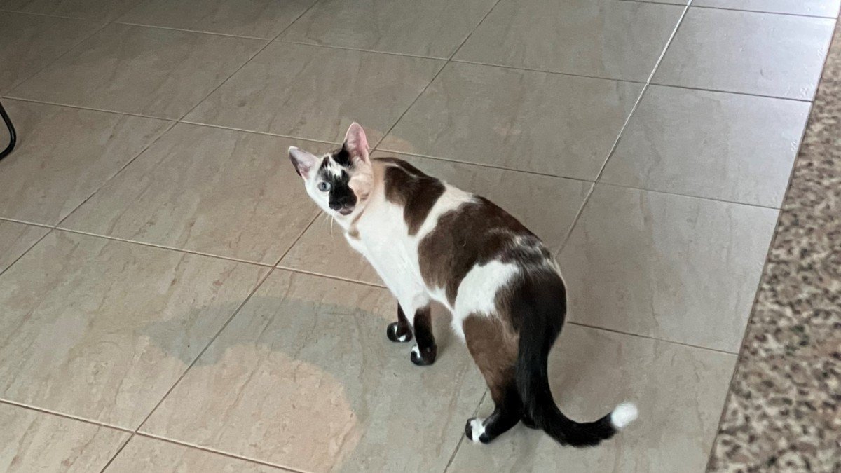 Mojo