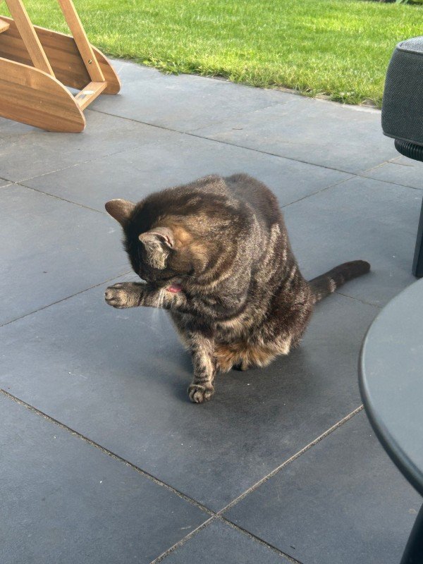 Zorro