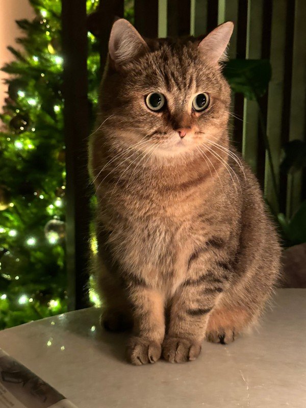 Milo