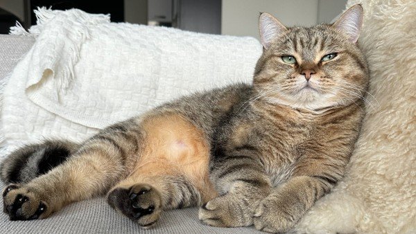 Milo