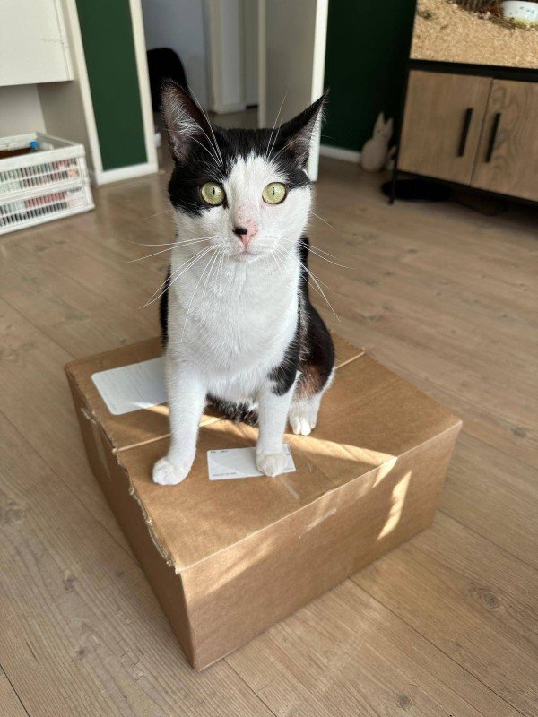Bubu