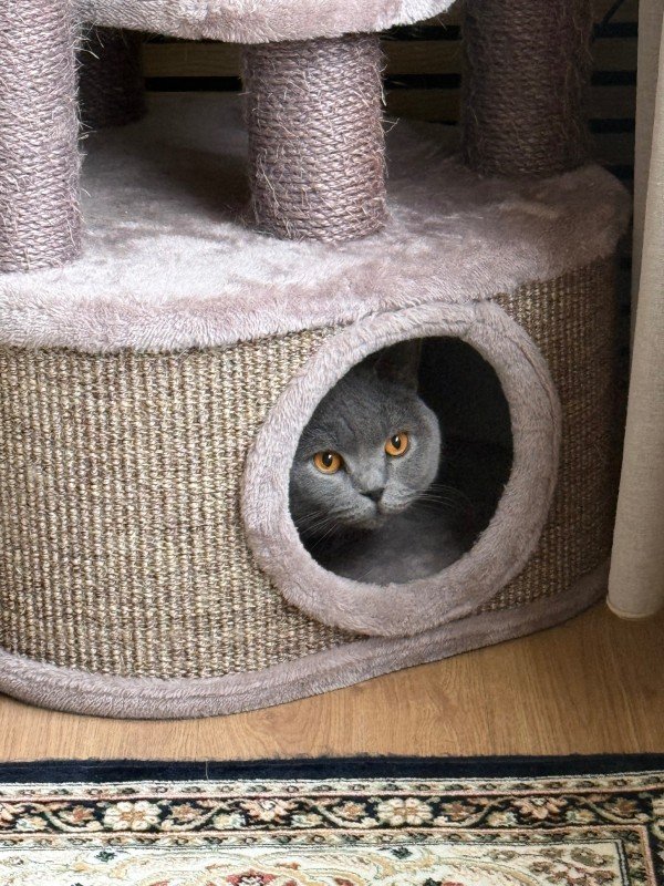 Milo