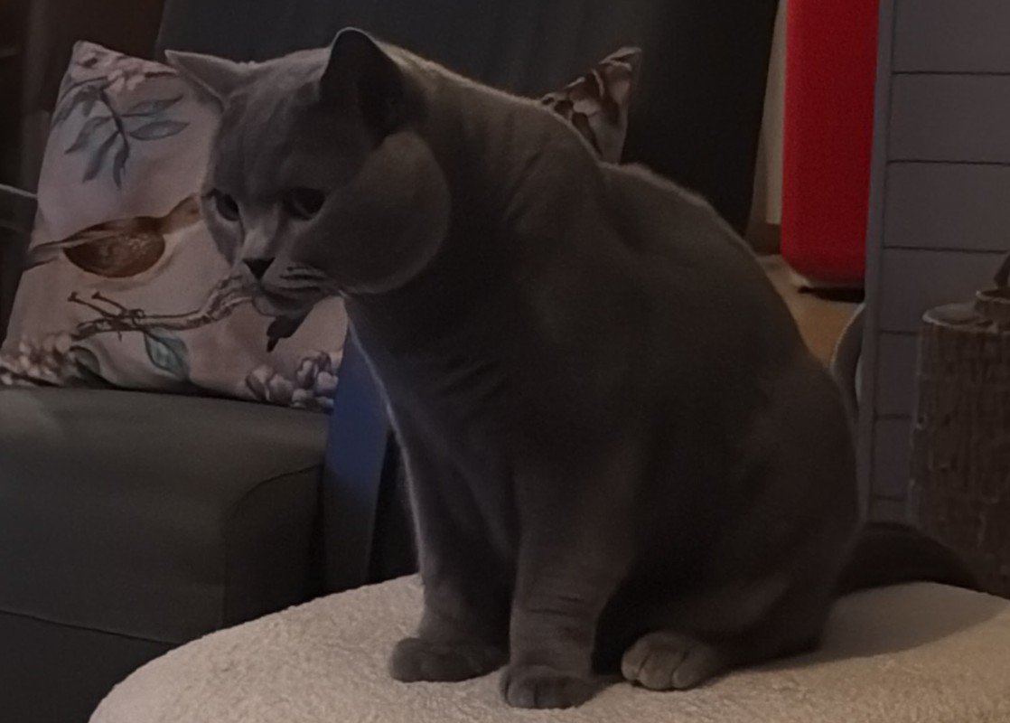 Milo