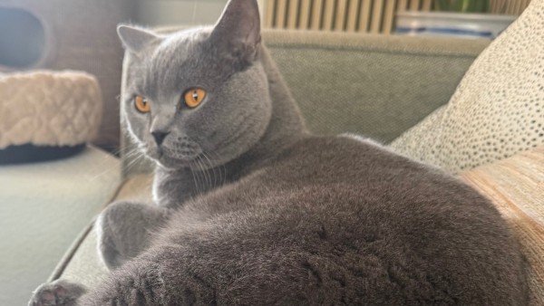Milo