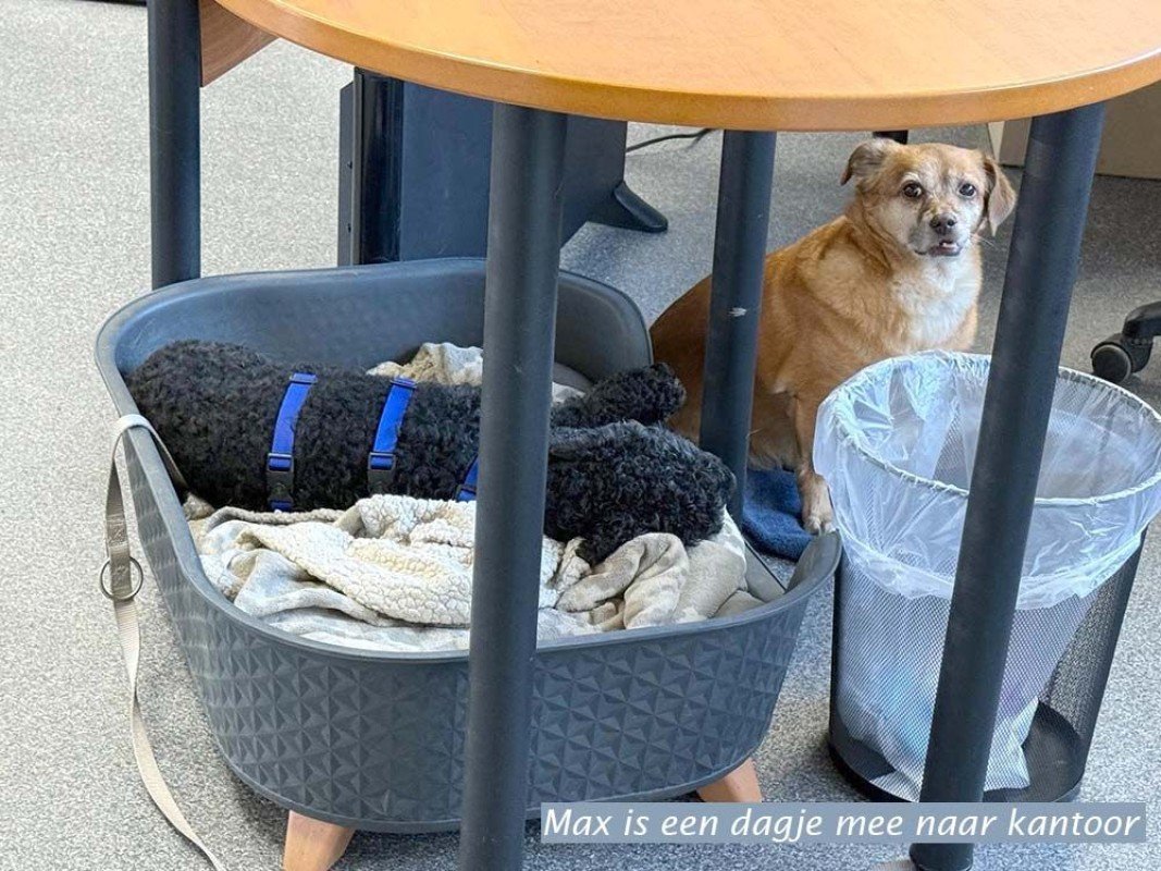Max