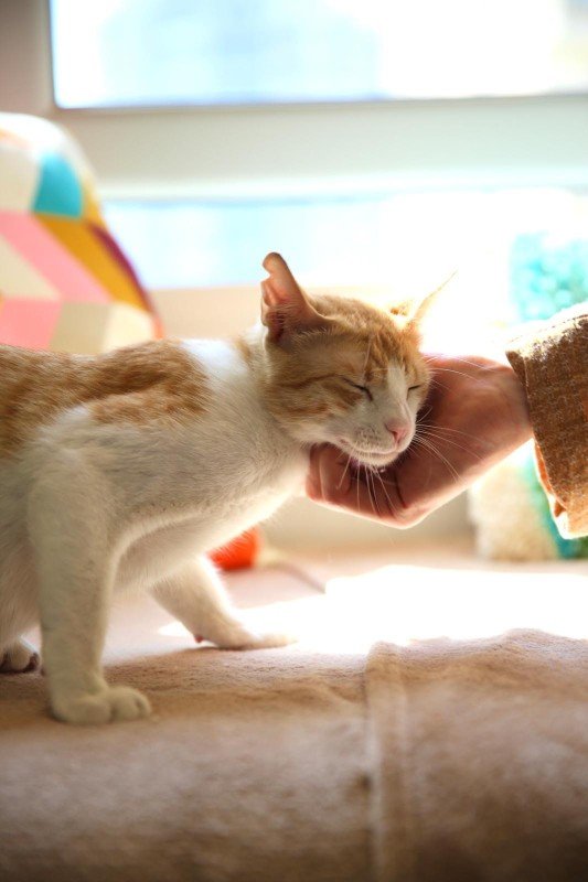 Biscoff