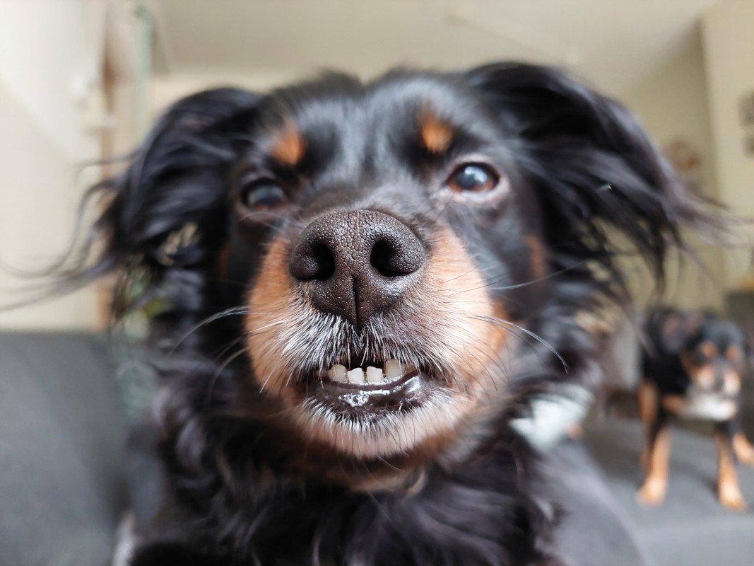 Yoda