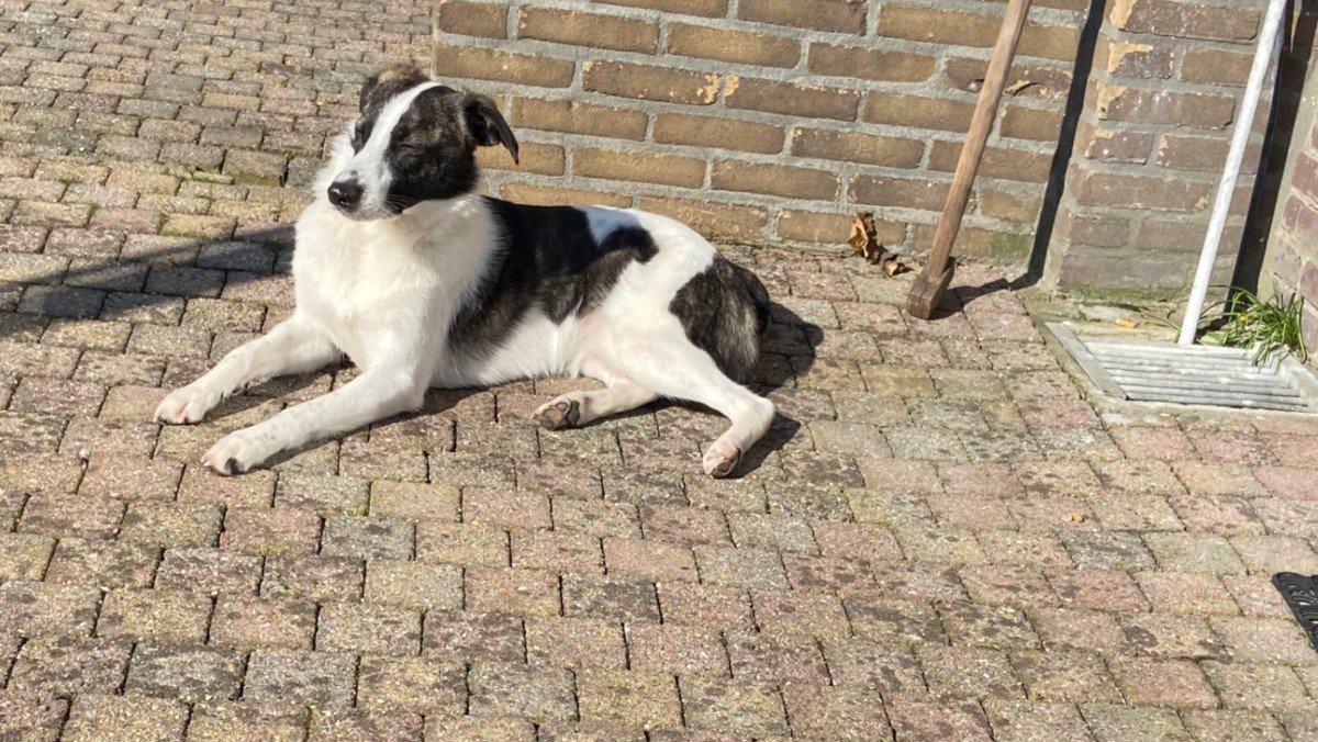 Spike