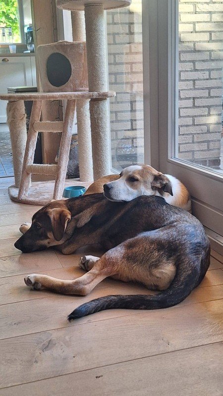 Daantje