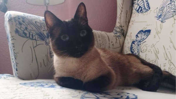 Herman