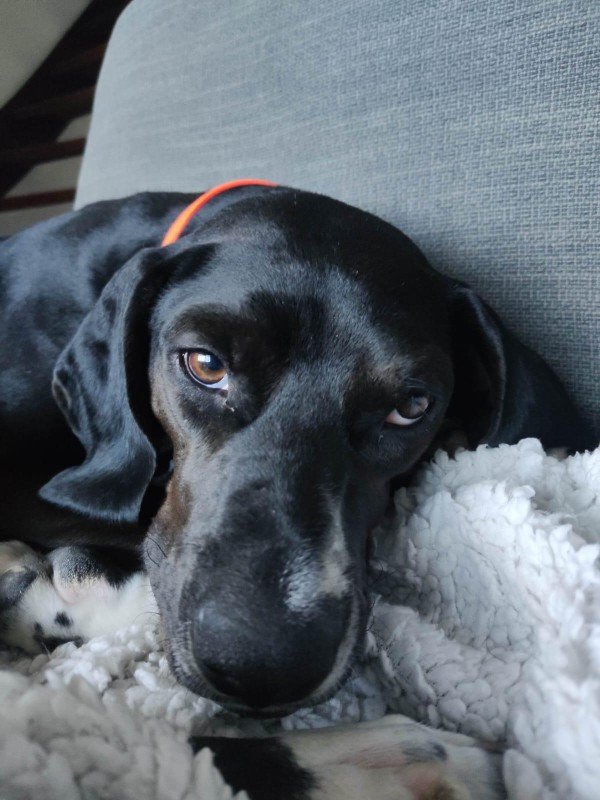 Dina
