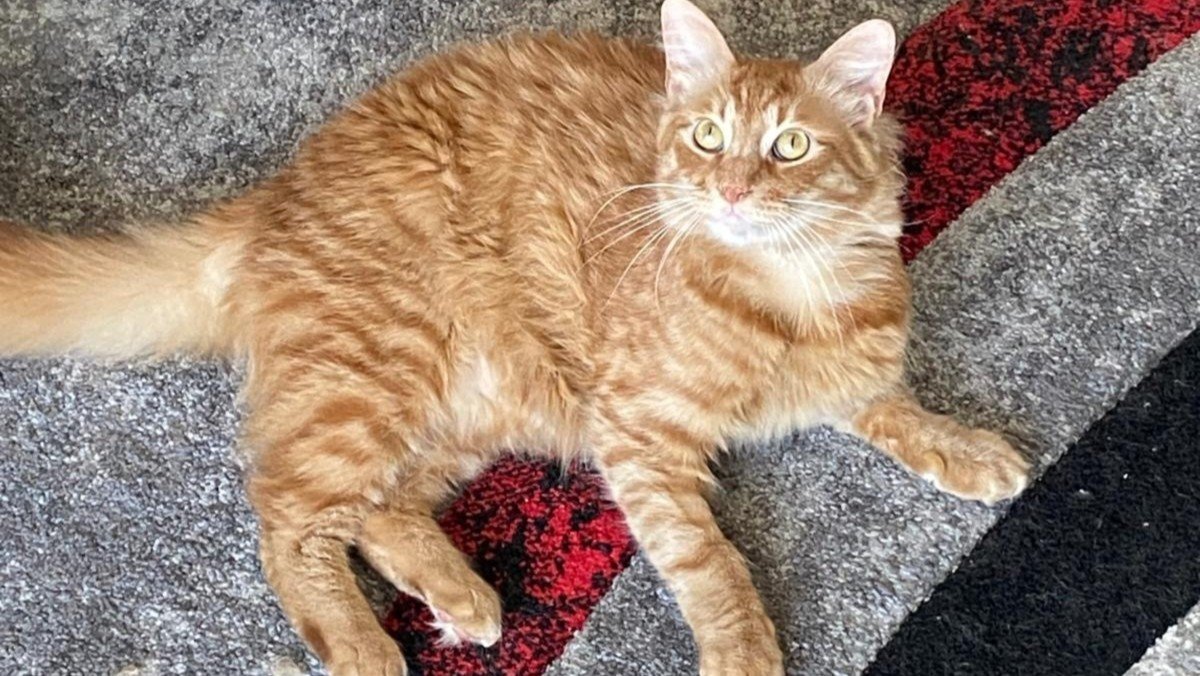 Ginger
