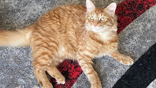 Ginger