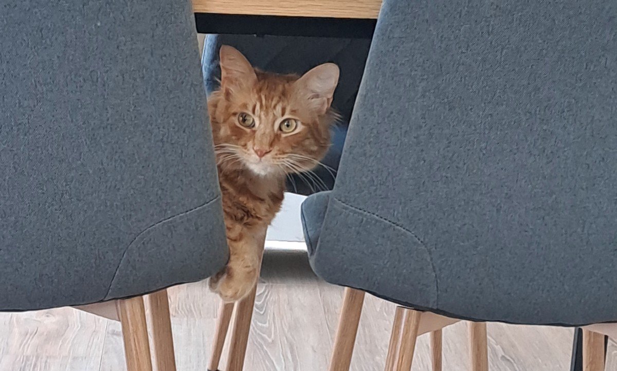 Ginger