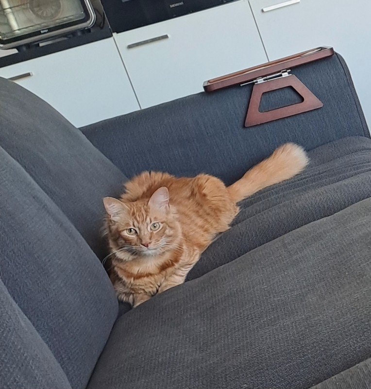 Ginger
