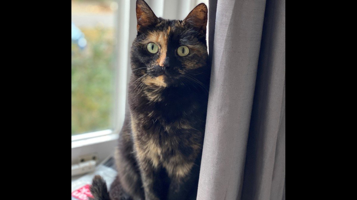 Izzy