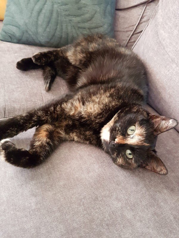Izzy