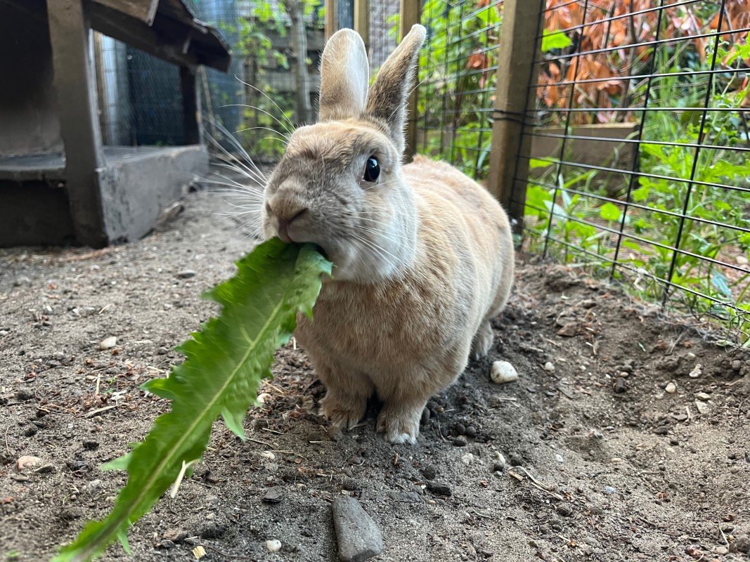 Ori