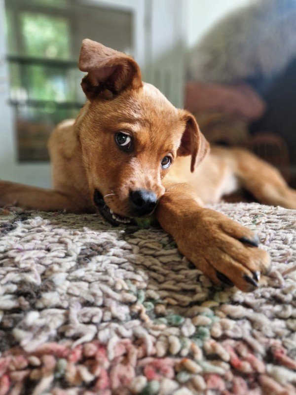 Pup Brown