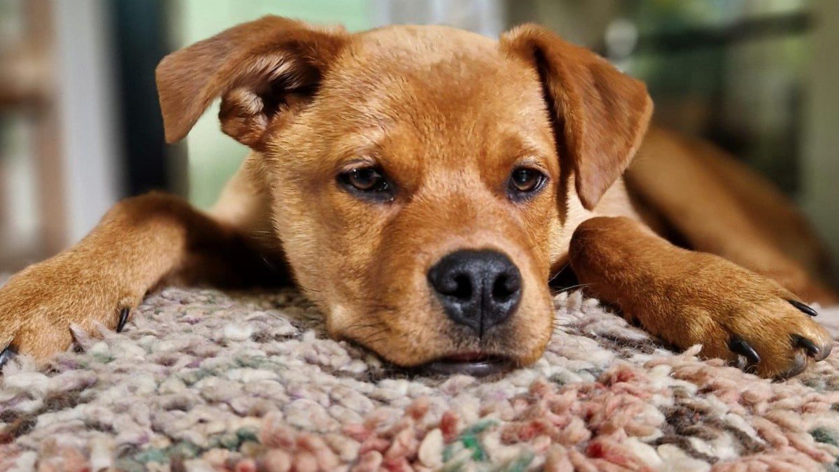 Pup Brown