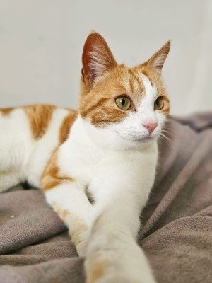 Vesta