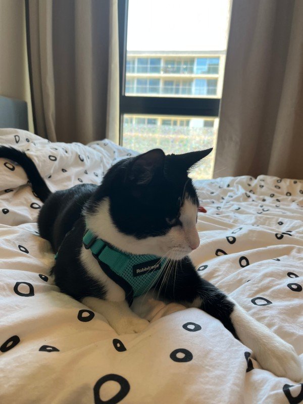 Milo