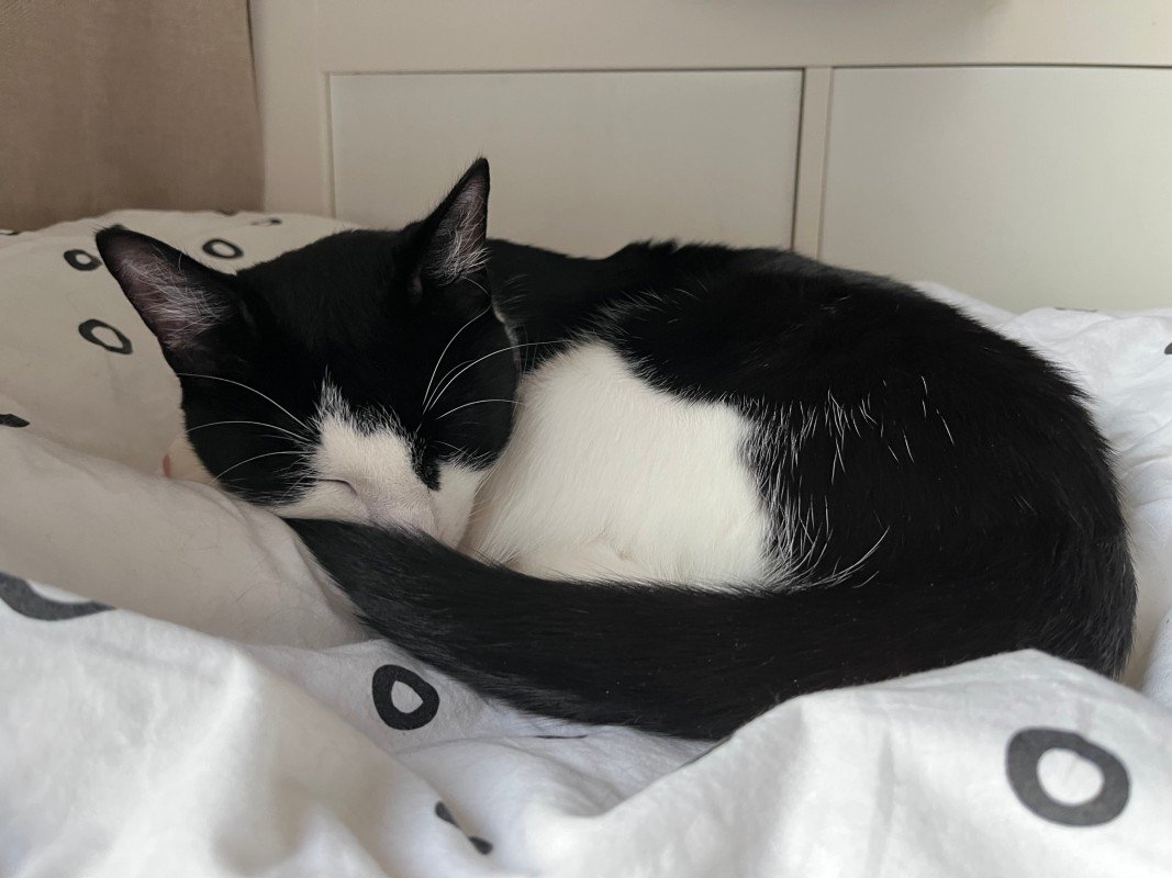 Milo