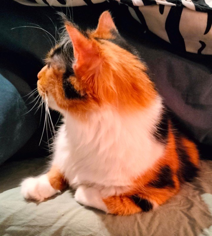 Evi