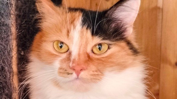Evi