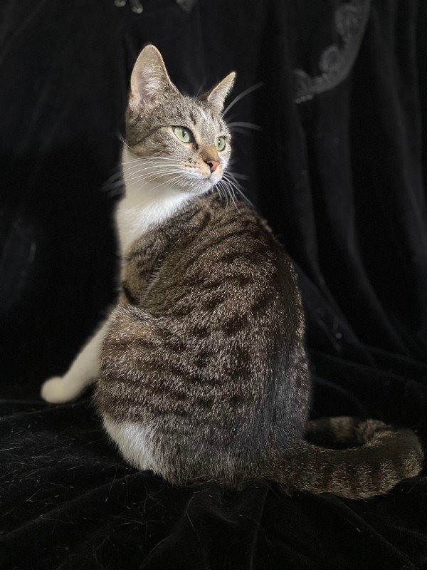 Nefeli