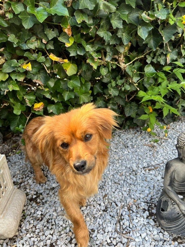 Rossi
