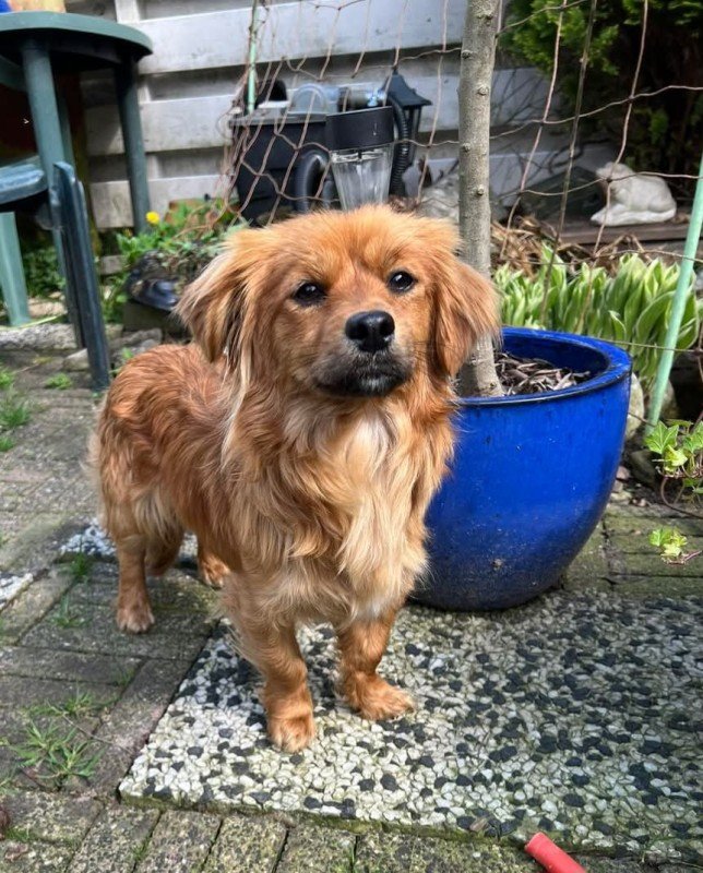 Rossi